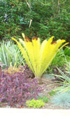 Cardiff Garden - Yellow Palm